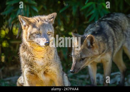 Graxaim, pampas d'amérique du Sud Fox zorro, terres humides du Pantanal, Brésil Banque D'Images