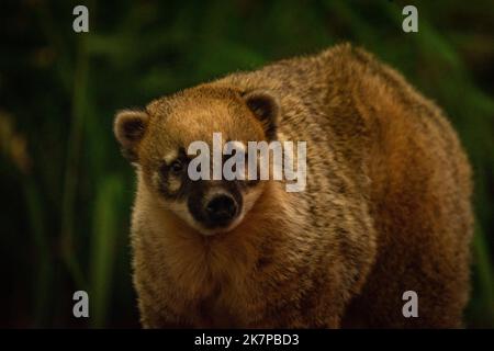 Nasua nasua animal avec des feuilles vertes en automne sec jour Banque D'Images