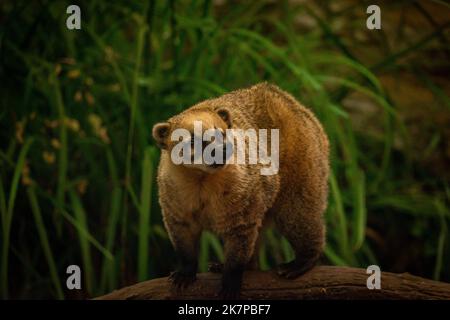 Nasua nasua animal avec des feuilles vertes en automne sec jour Banque D'Images