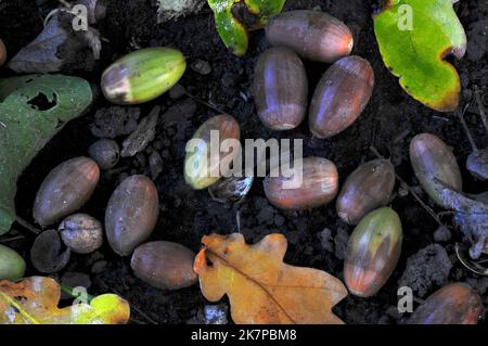 Acorns tombés d'un chêne anglais Banque D'Images