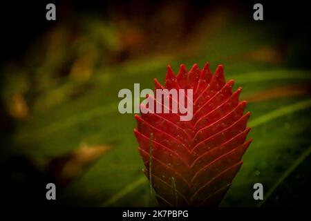 Grande feuille tropicale rouge avec fond vert foncé en automne frais en soirée Banque D'Images