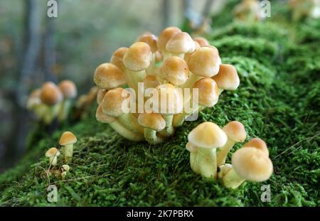 Hypholoma fasciculare, tuft de soufre ou mélomane en amas croissant en masse sur un tronc d'arbre mort, surcultivé avec de la mousse Banque D'Images