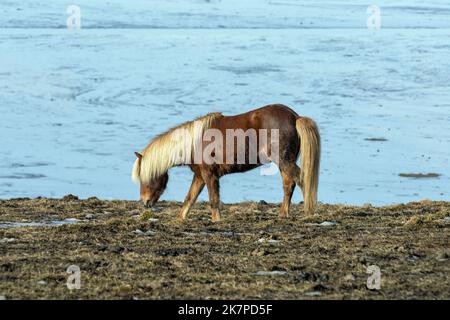 Beau cheval islandais châtaignier avec une manne blonde et une queue, Horn Herstar, péninsule de Stokksnes, Islande Banque D'Images