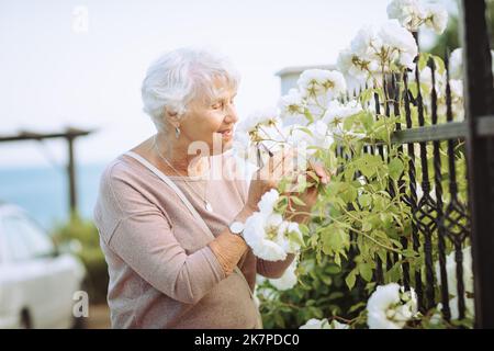 Femme âgée admirant de magnifiques buissons avec des roses colorées. Banque D'Images