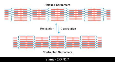 Conception scientifique de la contraction et de la relaxation du sarcomère musculaire. Contraction musculaire et relaxation musculaire symboles colorés. Vecteur Illustreti Illustration de Vecteur