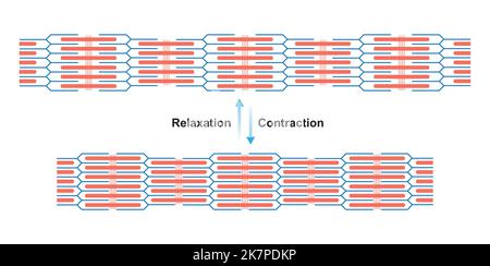 Conception scientifique de la contraction et de la relaxation du sarcomère musculaire. Contraction musculaire et relaxation musculaire symboles colorés. Vecteur Illustreti Illustration de Vecteur