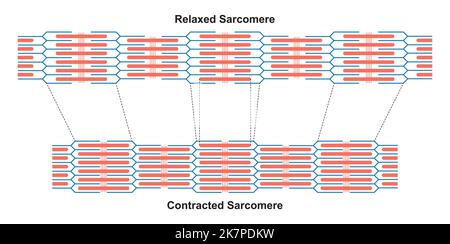 Conception scientifique de la contraction et de la relaxation du sarcomère musculaire. Contraction musculaire et relaxation musculaire symboles colorés. Vecteur Illustreti Illustration de Vecteur
