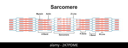 Conception scientifique de sarcomère. Unité structurelle et fonctionnelle du muscle. Symboles colorés. Illustration vectorielle. Illustration de Vecteur