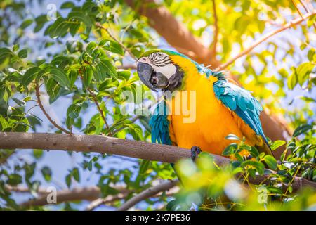 Oiseau tropical de macaw bleu et jaune, forêt tropicale brésilienne, Pantanal, Brésil Banque D'Images