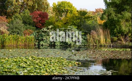 Des couches de couleur automnale et une variété de textures autour du lac, dans le jardin RHS Hyde Hall près de Chelmsford, Essex, Royaume-Uni. Banque D'Images