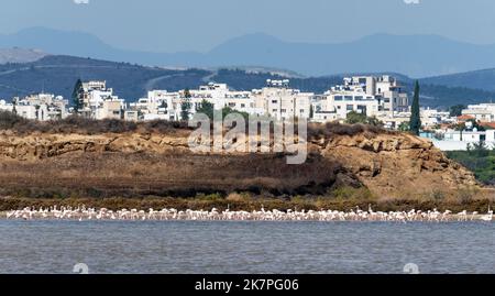 Des centaines de Flamingos sur le lac de sel de Larnaca, Larnaca, Chypre Banque D'Images