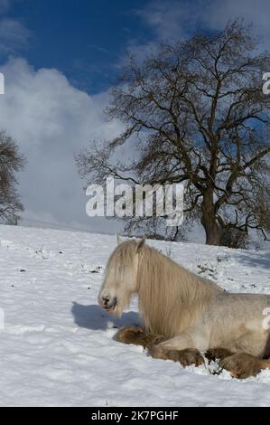 Un cheval blanc couché dans la neige dans le Yorkshire, en Angleterre. Banque D'Images