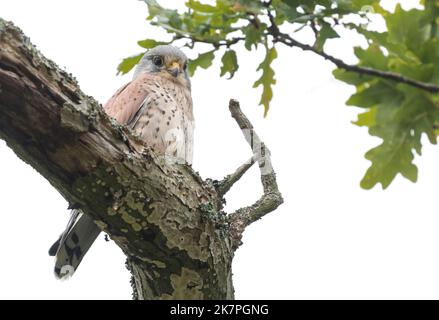 Un mâle kestrel uk (Falco tinnunculus) dans un chêne du Yorkshire, Angleterre. Banque D'Images