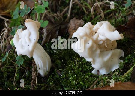 Helvella crispa, champignon de selle blanc, champignon à capuchon blanc de forme irrégulière, qui pousse dans les bois de Surrey, en Angleterre, au Royaume-Uni, en automne Banque D'Images
