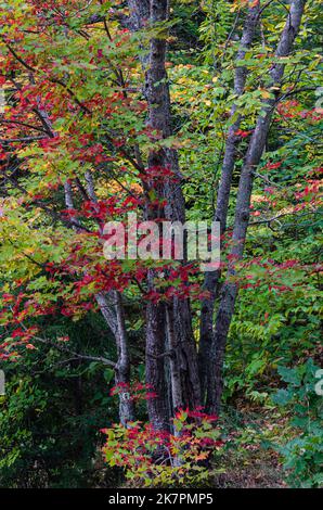 Un arbre d'érable commence toi trun ses feuilles à rouge brillant, Hiawatha National Forest, Alger County, Michigan Banque D'Images