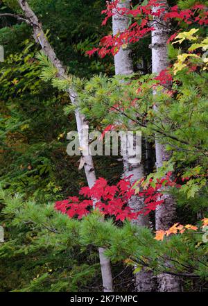 Les branches de l'érable et du pin couvrent les troncs de bouleau dans la forêt, le lac Council, la forêt nationale de Hiawatha, comté d'Alger, Michigan Banque D'Images