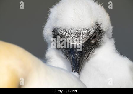 Northern Gannet Morus bassanus, un portrait de poussin de gannet montrant son grand bec et la tête avec des plumes de duvet doux soufflant dans le vent, Yorkshire Banque D'Images