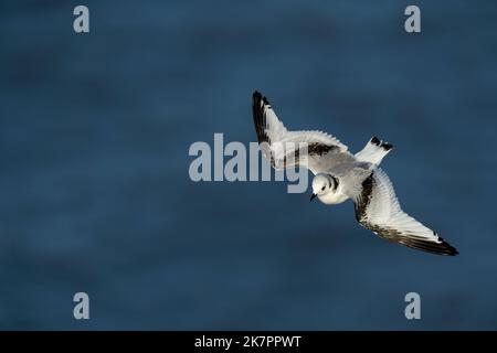 Kittiwake Rissa tridactyla, un oiseau juvénile révèle les détails de plumage de l'aile supérieure et du corps pendant le vol en utilisant les courants d'air Banque D'Images