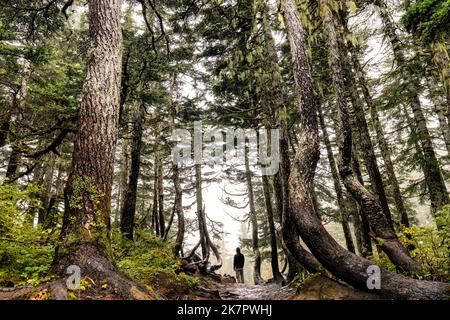 Randonnée sur la piste Alpine Loop Trail à travers la belle forêt tropicale tempérée - Mount Roberts - Juneau, Alaska, États-Unis Banque D'Images