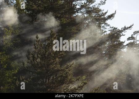 paysage magnifique, rayons du soleil brillent à travers les arbres Banque D'Images