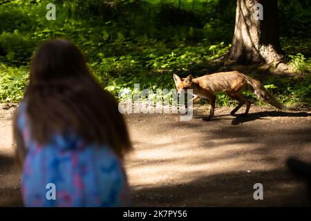 Renard en forêt verte. Animal dans un environnement vert. Banque D'Images