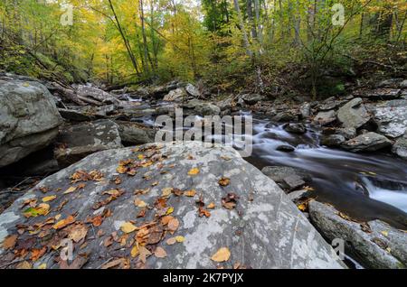 Les eaux qui se précipitent de Big Hunting Creek dans le parc de montagne Catoctins avec les couleurs d'automne dans les arbres derrière Banque D'Images