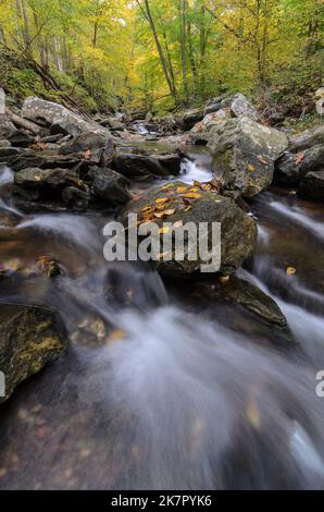 Les eaux qui se précipitent de Big Hunting Creek dans le parc de montagne Catoctins avec les couleurs d'automne dans les arbres derrière Banque D'Images