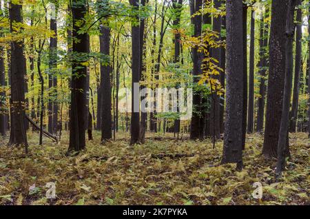 Arbres d'automne dans Catoctins Mountain Park, près de Thurmont dans le Maryland Banque D'Images