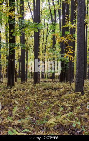 Arbres d'automne dans Catoctins Mountain Park, près de Thurmont dans le Maryland Banque D'Images