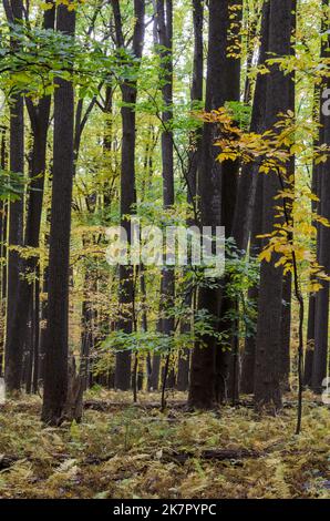 Arbres d'automne dans Catoctins Mountain Park, près de Thurmont dans le Maryland Banque D'Images