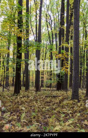 Arbres d'automne dans Catoctins Mountain Park, près de Thurmont dans le Maryland Banque D'Images