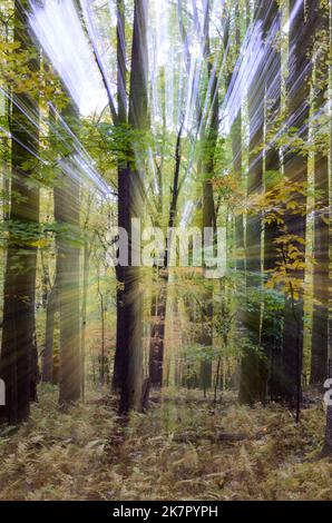 Zoom Burst dans les arbres d'automne dans Catoctin Mountain Park près de Thurmont dans le Maryland Banque D'Images