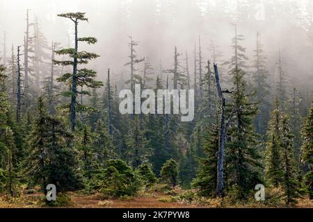 Sentier naturel à Icy Strait point, Hoonah, Alaska, États-Unis Banque D'Images