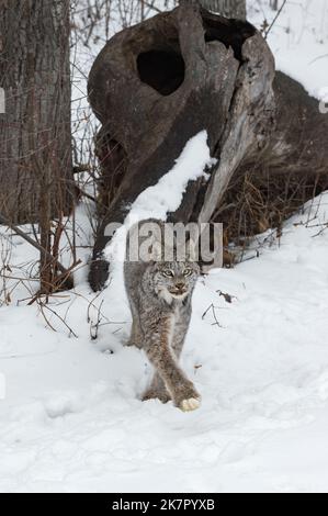 Le Lynx canadien (Lynx canadensis) avance sur l'Awsy à partir de l'ensemble de racines hiver - animal captif Banque D'Images