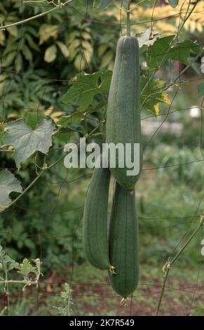 LUFFAS (LUFFA CYLINDRICA) PRESQUE MATURE POUSSANT SUR LA VIGNE. LES LOOFAS SONT ÉGALEMENT CONNUS SOUS LE NOM DE LOOFAHS ÉGYPTIENS OU DE GOURDES EN ÉPONGE. AUSTRALIE. Banque D'Images