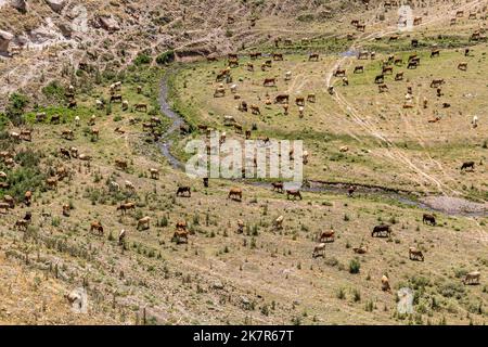 Vue aérienne d'un troupeau de vaches dans la vallée de Tsaghkotsadzor (Alaca cay) près de la ville antique d'Ani, Turquie Banque D'Images