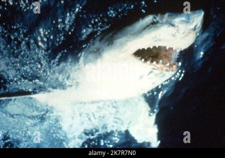 Great White Shark film Jaws (USA 1975) réalisateur : Steven Spielberg 20 juin 1975 **AVERTISSEMENT** cette photographie est à usage éditorial exclusif et est la propriété d'UNIVERSAL et/ou du photographe désigné par la société de production et ne peut être reproduite que par des publications en liaison avec la promotion du film ci-dessus. Un crédit obligatoire pour UNIVERSAL est requis. Le photographe doit également être crédité lorsqu'il est connu. Aucune utilisation commerciale ne peut être accordée sans autorisation écrite de The film Company. Banque D'Images