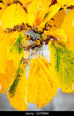 Feuilles jaunissement, Hamamelis pallida, Witch Hazel automne, couleur, feuillage, Hamamelis x pallida intermedia Banque D'Images