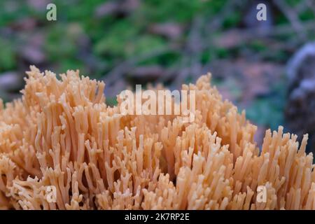 Ramaria aurea, gros plan sur la texture des champignons de corail. Banque D'Images