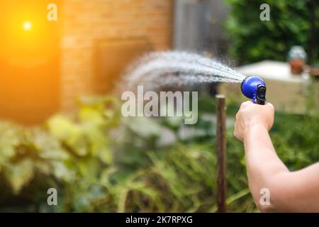 Déprogramme l'arrosage du potager. La femme abreuvoir les graines de légumes dans le champ. Arrosage des plantes dans son jardin avec tuyau de jardin. Saupoudrer Banque D'Images