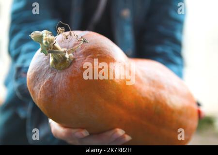 Flou artistique main tenant la citrouille. Des citrouilles vertes mûres de fermier long d'orange dans la main d'un fermier sur fond naturel d'orange. Automne saison d'automne Banque D'Images