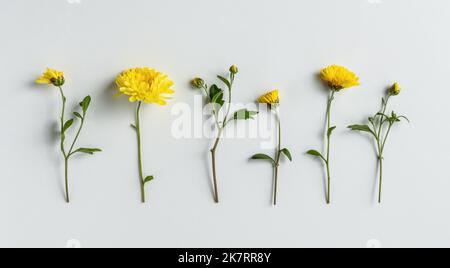 Fleurs de chrysanthème jaune dans une rangée sur fond blanc, plat floral pour accueillir des affiches Banque D'Images