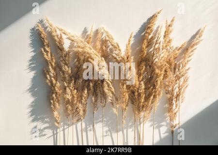 Pampas herbe sur fond blanc, roseaux herbe créative plat avec lumière naturelle et ombre Banque D'Images