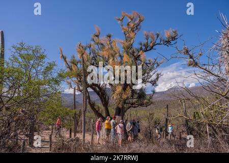 Touristes à Beaucarnea recurvata, les éléphants pied ou palmier à queue de cheval, une espèce de plante de la famille des asperges, dans le Biosph Tehuacan-Cuicatlan Banque D'Images