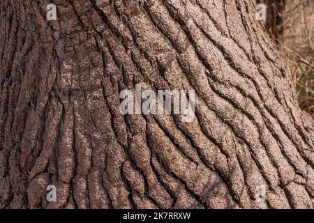 Gros plan du tronc d'une Beaucarnea recurvata, de l'arbre de pied des éléphants ou du palmier à queue de cheval, une espèce de plante de la famille des Asparagaceae, dans le Tehua Banque D'Images