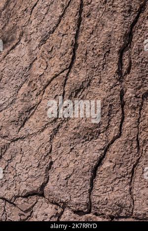 Gros plan du tronc d'une Beaucarnea recurvata, de l'arbre de pied des éléphants ou du palmier à queue de cheval, une espèce de plante de la famille des Asparagaceae, dans le Tehua Banque D'Images