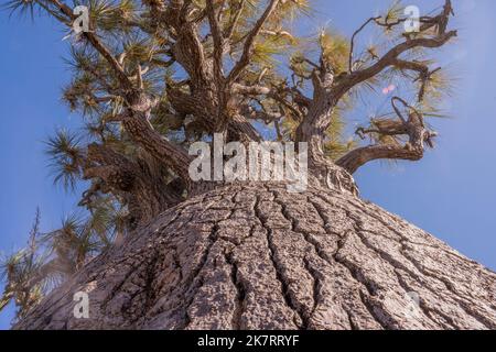 Gros plan du tronc d'une Beaucarnea recurvata, de l'arbre de pied des éléphants ou du palmier à queue de cheval, une espèce de plante de la famille des Asparagaceae, dans le Tehua Banque D'Images