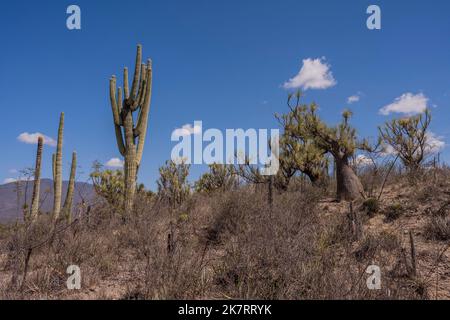 Paysage avec cactus et Beaucarnea recurvata, l'arbre à pied des éléphants ou palmier à queue de cheval à la Réserve de biosphère de Tehuacan-Cuicatlan (UNESCO World Heri Banque D'Images