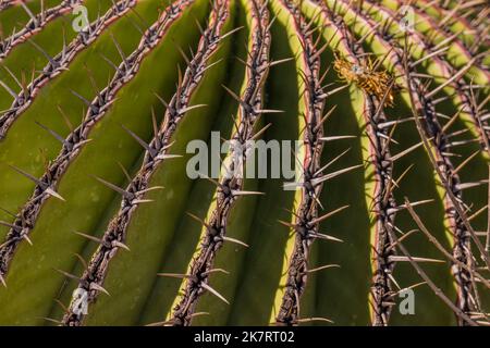 Gros plan d'un cactus Echinocactus plathyacantus (siège de la belle-mère) à la Réserve de biosphère de Tehuacan-Cuicatlan (site du patrimoine mondial de l'UNESCO) près de l' Banque D'Images
