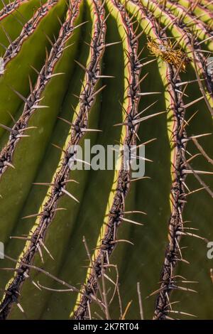 Gros plan d'un cactus Echinocactus plathyacantus (siège de la belle-mère) à la Réserve de biosphère de Tehuacan-Cuicatlan (site du patrimoine mondial de l'UNESCO) près de l' Banque D'Images